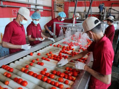 مطلوب عمال انتاج شباب فقط في العاشر من رمضان لمصنع طماطم ومواد غذائيه