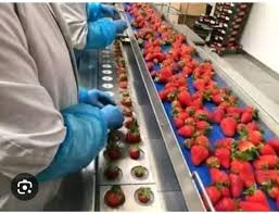 فرصه للشباب للشغل تعبئه وتغليف في مصنع فراوله في العبور