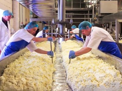 مطلوب لمصنع الجبنه باكتوبر