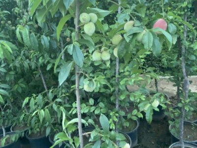 نباتات الزينة الخارجية من موطن النباتات