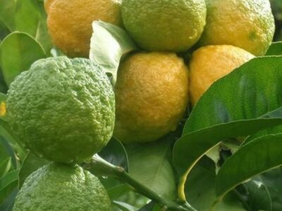 نباتات الزينة الخارجية من موطن النباتات