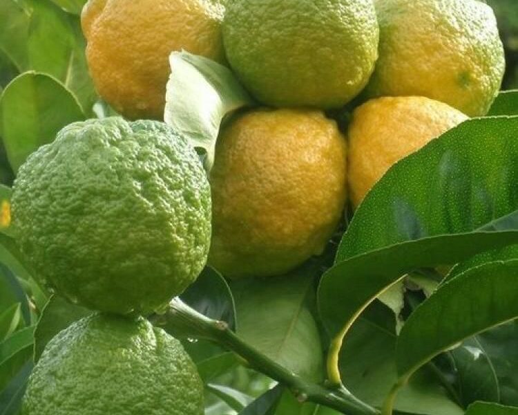 نباتات الزينة الخارجية من موطن النباتات