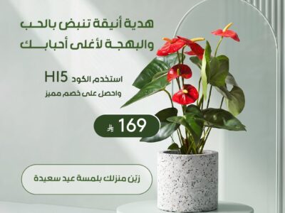 هدايا نباتات العيد من موطن النباتات
