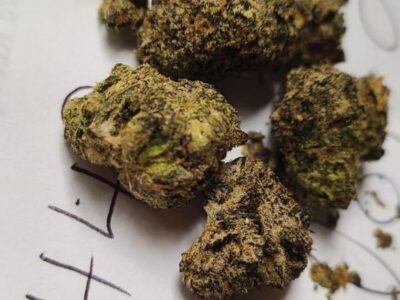 Dubai Weed Telegram @dxbplg or Signal @dubplg.12