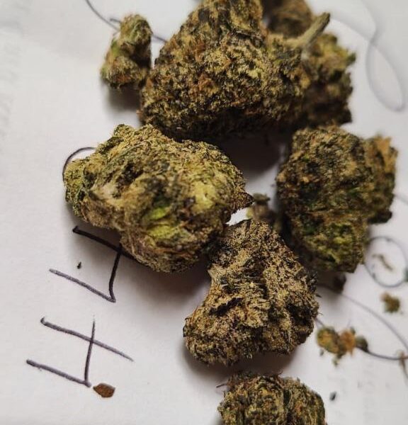 Dubai Weed Telegram @dxbplg or Signal @dubplg.12
