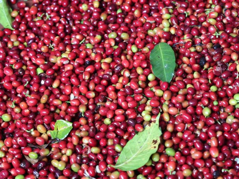 Supply Arabica coffee +256790560642 Conilon (Robusta) green coffee